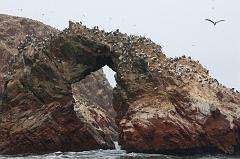 1166-Isole Ballestas,19 luglio 2013
